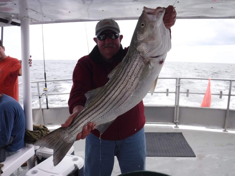 striper-Sea Hunter