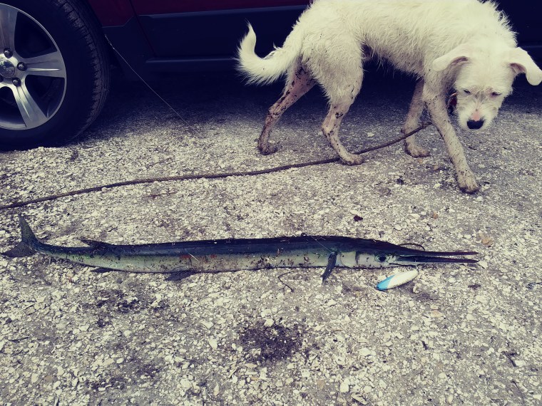 Bunker & houndfish.jpg