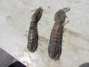 mantis shrimp.jpg