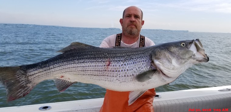 Katfish striper