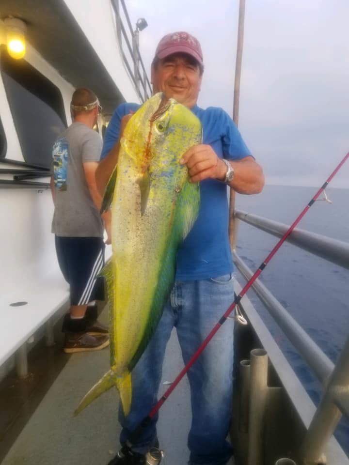 Jamaica Sept. dolphin