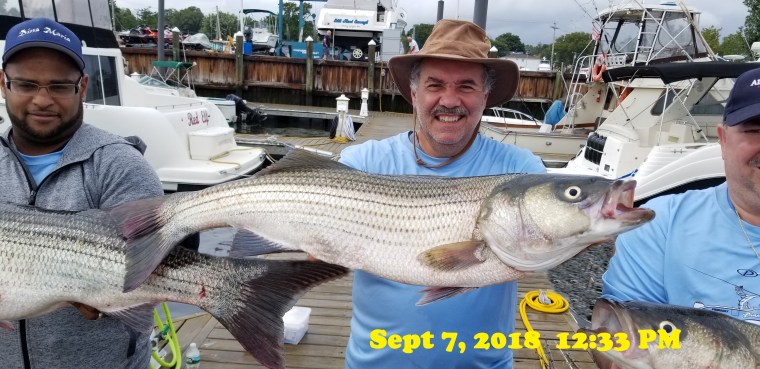 Katfish Sept. striper