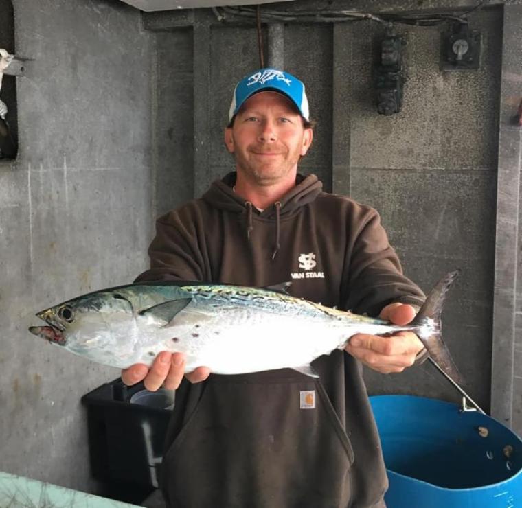 Little tunny - Jamaica