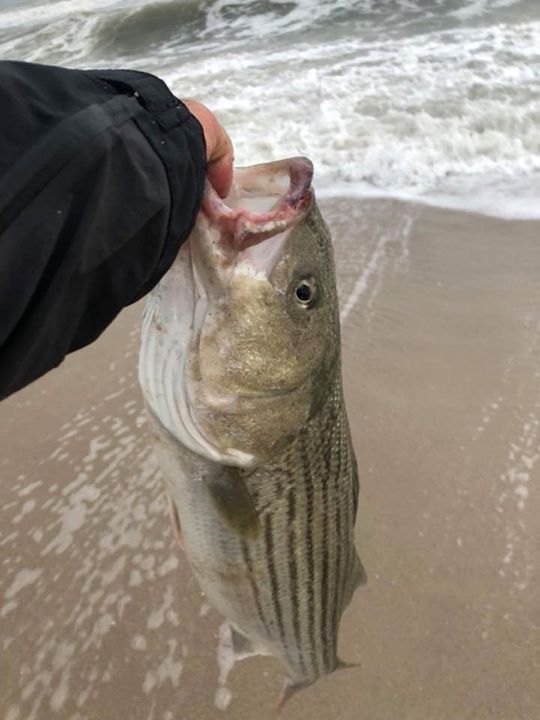 Sal Timpani 28-inch bass