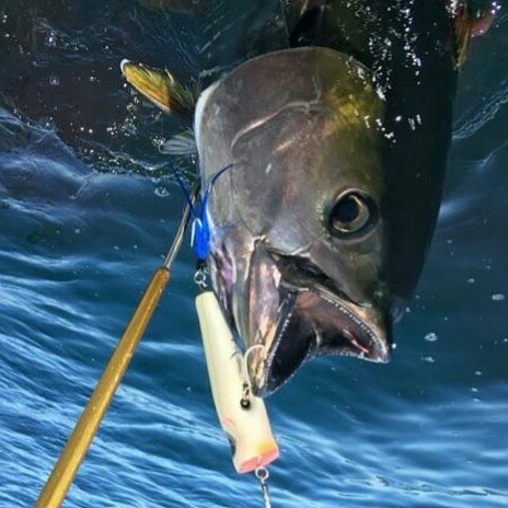 gaffed tuna.jpg