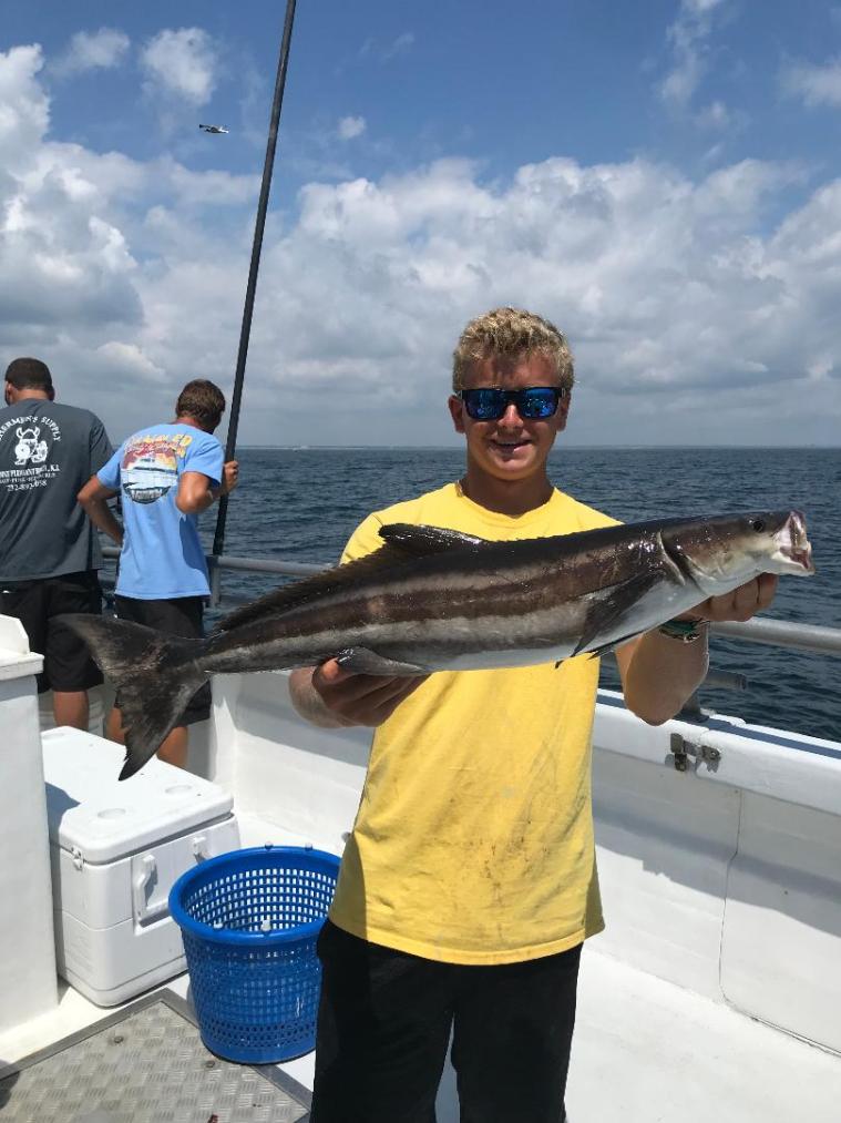 Gambler cobia