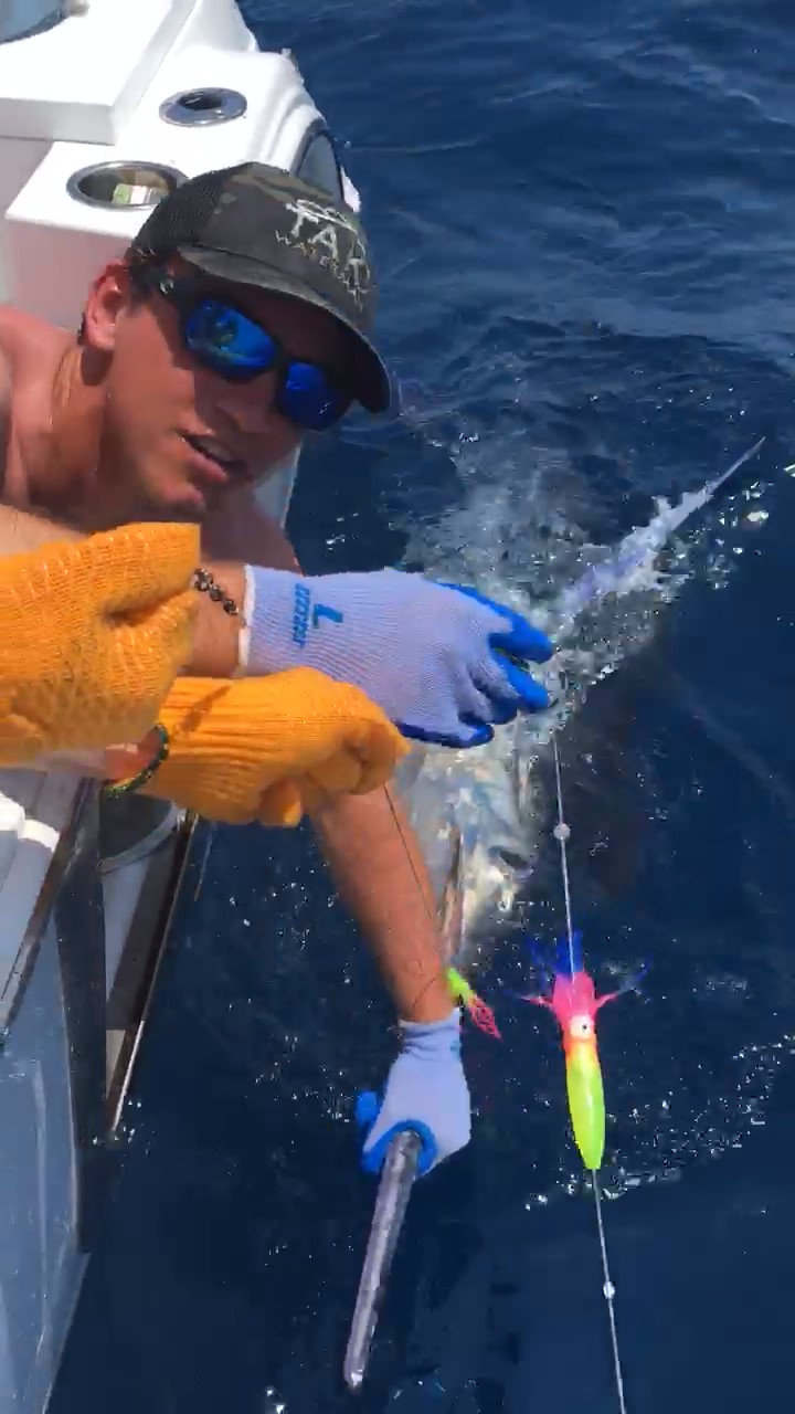 Tommy Freda Blue Marlin