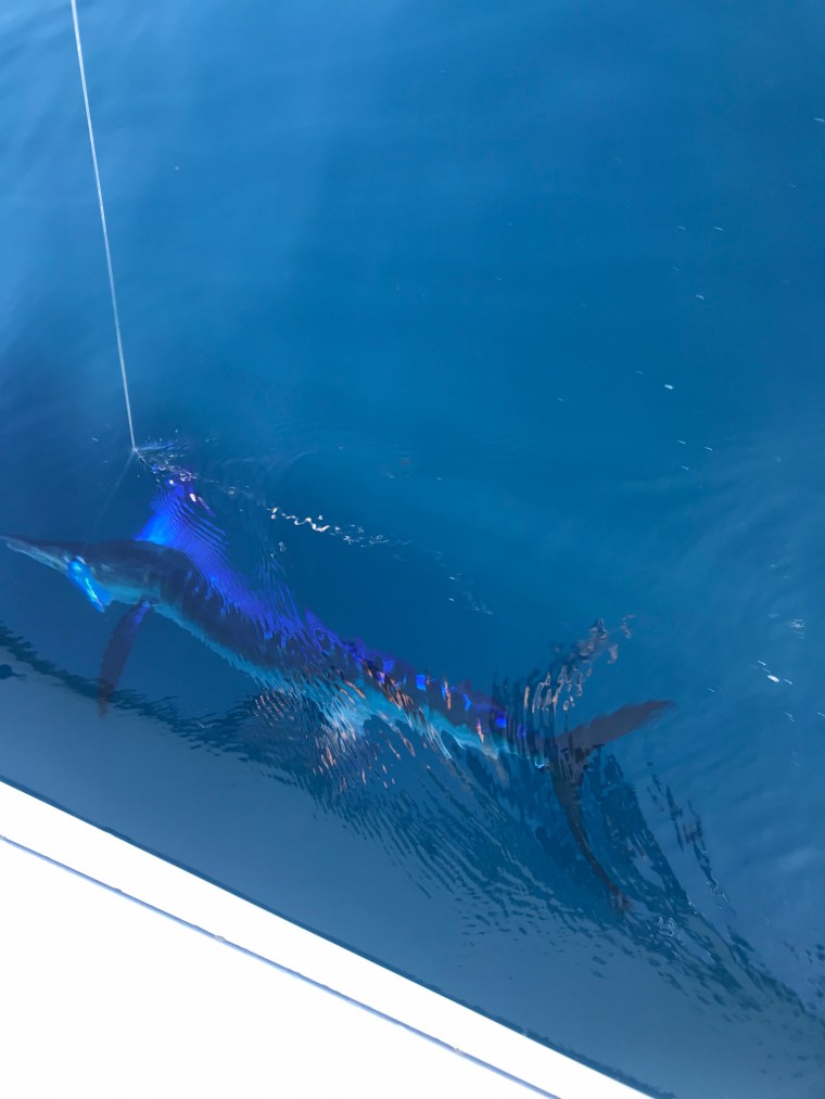 White Marlin in Water 1 (1)