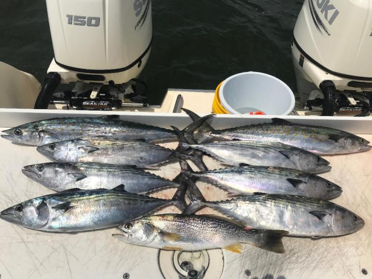 bonito &amp; Spanish