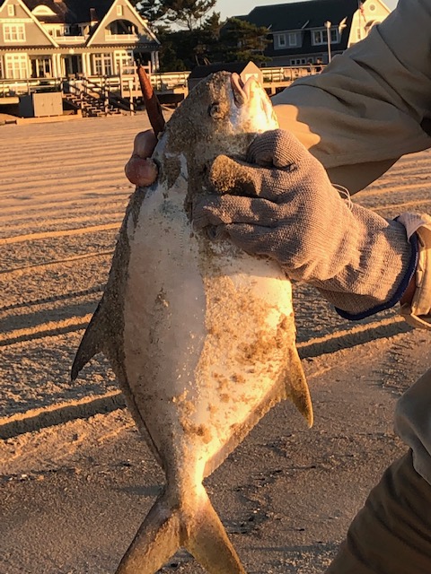 Spring Lake pompano