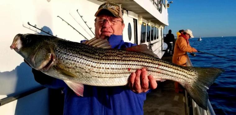 Jamaica striper