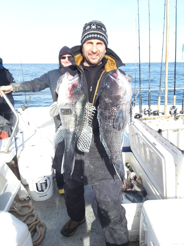 Golden Eagle sea bass