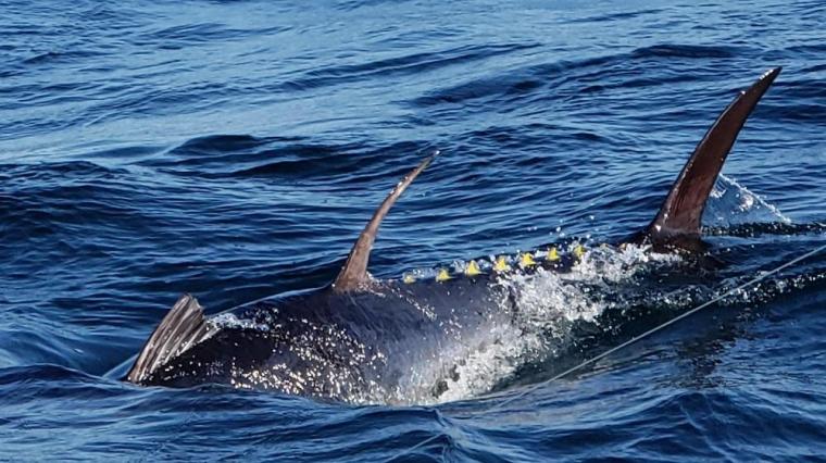 giant tuna at boat
