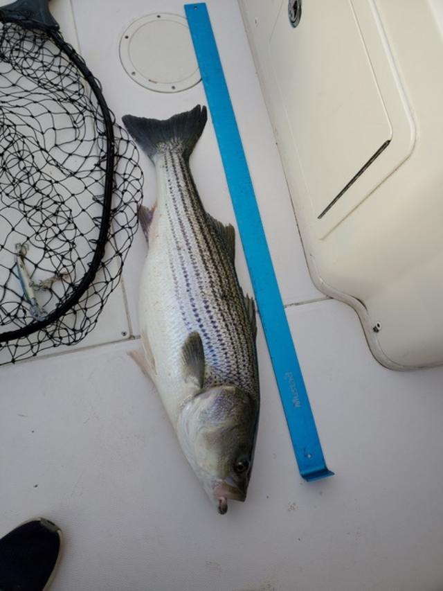 Joe Massa first bass