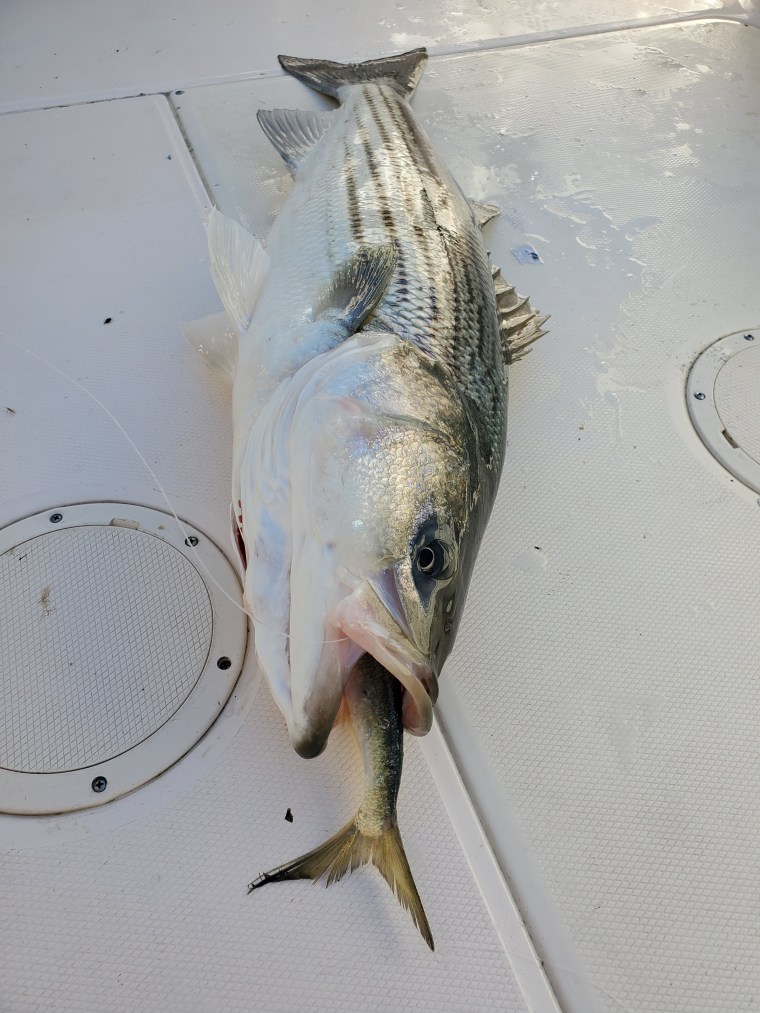 striper on bunker
