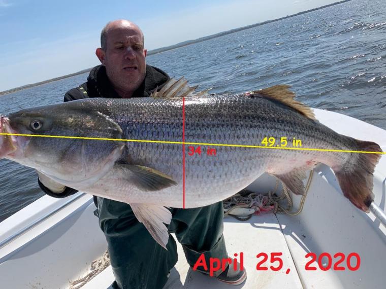 Vinny 49.5 inch bass